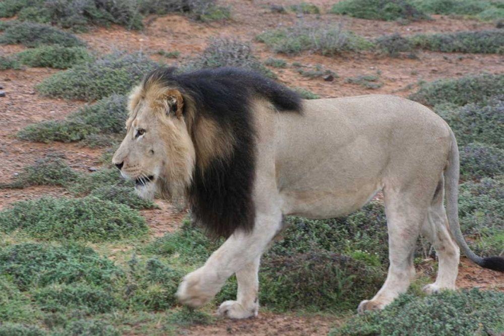 Kuzuko Lodge Addo Εξωτερικό φωτογραφία