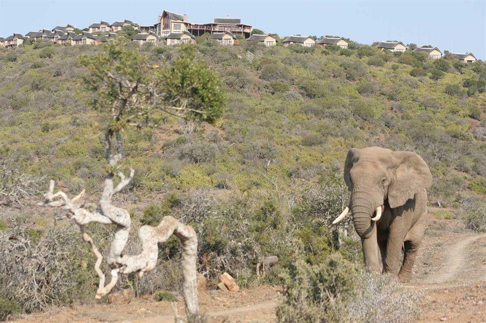 Kuzuko Lodge Addo Εξωτερικό φωτογραφία