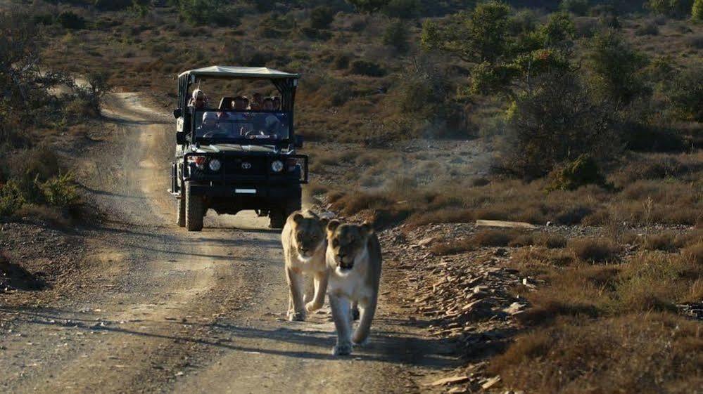 Kuzuko Lodge Addo Εξωτερικό φωτογραφία